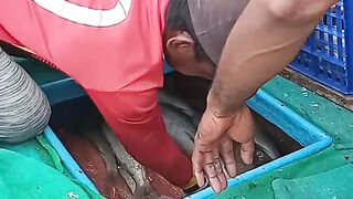 Activitiy of Fish