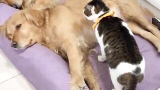 Cat and dog Fun