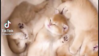 Kasih sayang sepanjang masa