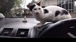 Cat's car trip