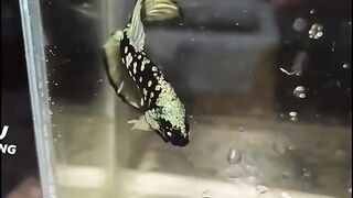 galaxy black betta fish