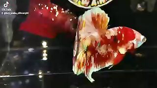 Betta fish masking barongsai