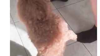 Ting ting tang tang (See tinh) - Short Video