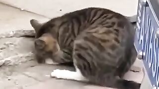 don't laugh,Tik tok accompliation vedo,#pet¥animal#funny#video#cat