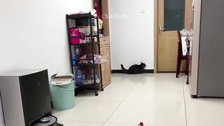 Funny cats part 3