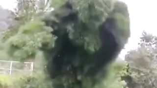 Pretty sure this tree is trying to tell us something