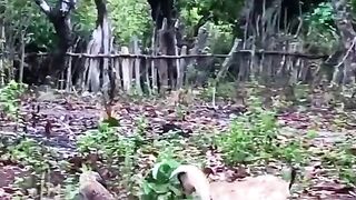 Komodo vs kambing