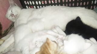 SEEKOR KUCING BERIKAN ASI SAMPAI BOBO