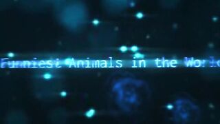 Animals vs humans
