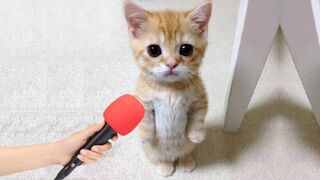 Best Funny Cats and Dogs