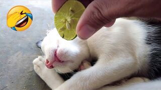 Best Funny Cats and Dogs