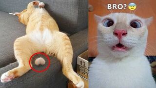 Best Funny Cats and Dogs