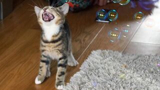 Funny Cats and Kittens Playing
