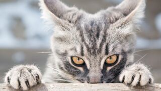 Funny Stalking Cat Video