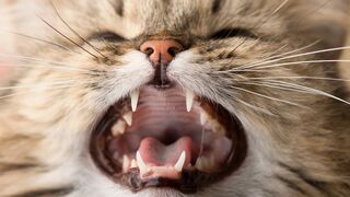 Funny Cats and Kittens