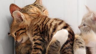 Mama Cats Protecting Kittens