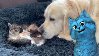 Dogs Meeting Babies