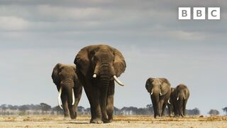 Elephant twins escape battling bulls