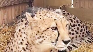 Ela chamou por ele, e ele veio. Como eles cuidam um do outro. Os animais têm mais carinho do que os humanos.
