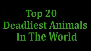 deadliest animals