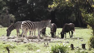 5 top dangerous animals