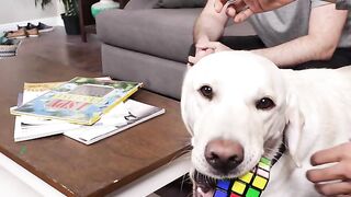 This Dog can solve the Rubik's Cube