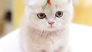 Cat vidio funny