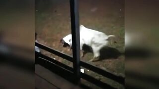 NÃO MEXE COM NELORE NÃO CUNHADO