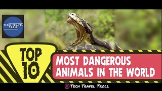 dangerous animals in the world