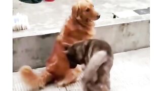top animals