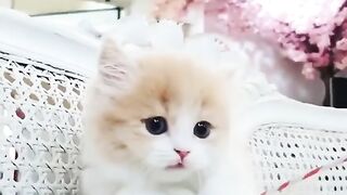 Funny And Cute Cat Videos
