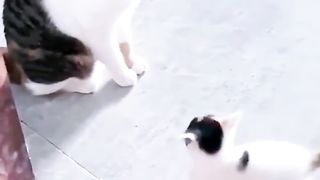 Funny Cat 71