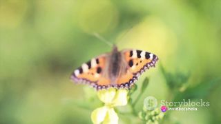 The Symphony Of Beautiful Creatures