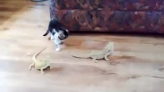 Cat funny 36