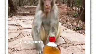 Moj masti 4 2