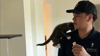 Cat 369