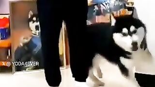 dog imitating its owner