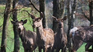 Deer in the Forest