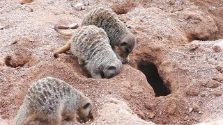Digging Ground