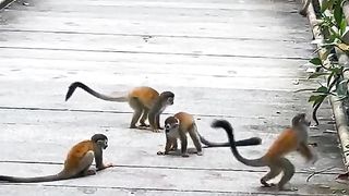 Monkeys Play Time.