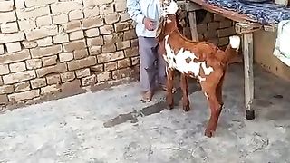 trending_6709327272497433534.mp
