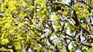 BIRD-Nightingale singing