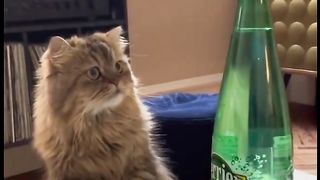 Funny Dogs And Cats Videos 2024  - Best Funniest Animal Videos of the week