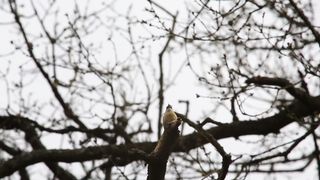BIRD-Nuthatch calling and feeding