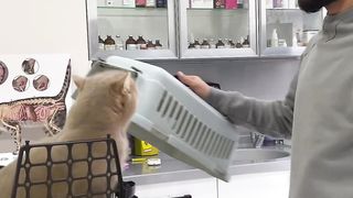 It's better not to mess with this cat