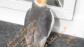 Aross