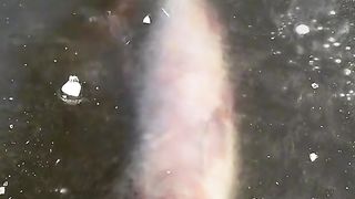 Fish and ice
