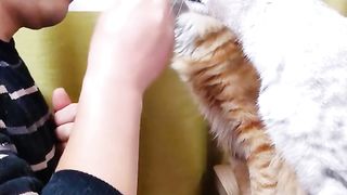 Cat&man