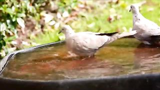 BIRD - Collared Dove.