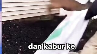 Bukti Bahwa Hewan pun Tahu Berterimakasih